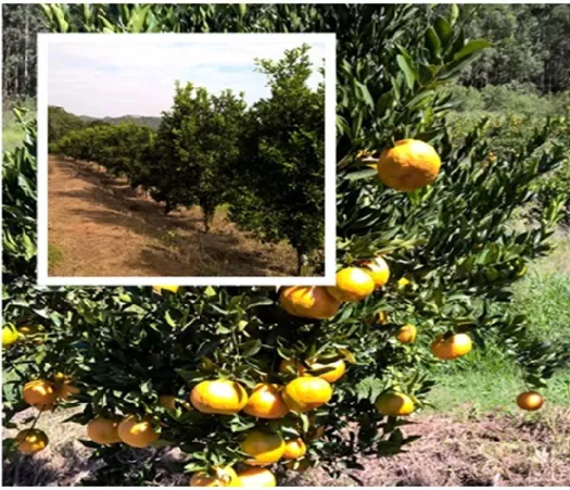Figura 5- Banco Ativo de Germoplasma de Citros-FEVN: plantas de tangerina ‘Ponkan’