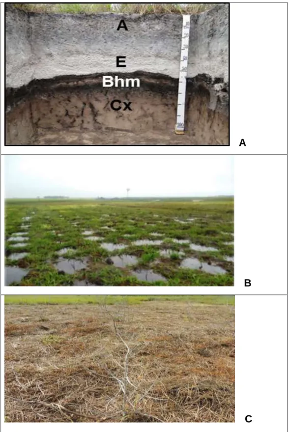 Figura  2   A  -  Perfil  de  solo  da  Área  experimental  da  seleção  das  plantas  de  aroeira  em  um  solo  Espodossolo  Humilúvico  Órtico  Dúrico  a  moderado, textura arenosa, relevo plano