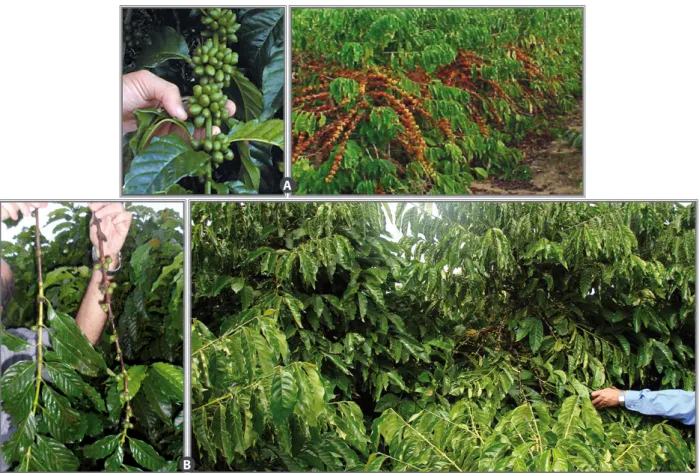 Figure 3. Illustration of problem arising from the self-incompatibility in clonal conilon coffee crop (A)  Production of clonal crop implanted with all 13 clones components of the cultivar Vitória  Incaper 8142 (correct implantation 1 ); (B) Implemented cr