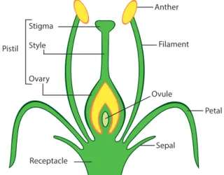 Figure 1. Basic structure of a true angiosperm  flower, with anther, filament, stigma,  style, ovary, pistil, petal, sepal and  receptacle