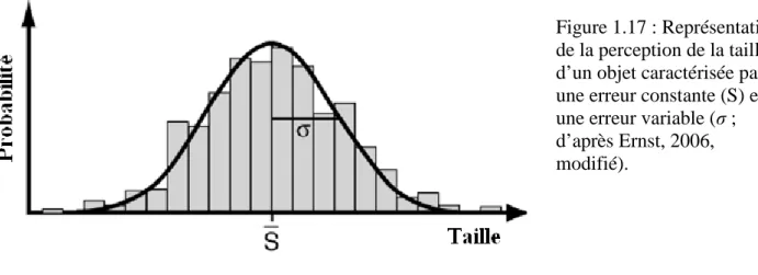 Figure 1.17 : Représentation  de la perception de la taille  d’un objet caractérisée par  une erreur constante (S) et  une erreur variable ( σ  ;  d’après Ernst, 2006,  modifié)