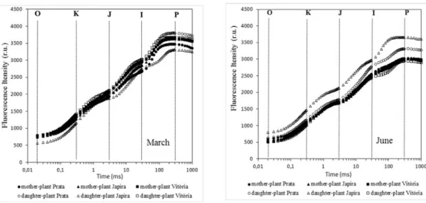 FIgURE 2 - Chlorophyll a fluorescence induction curves of three banana cultivars: Prata, Japira and Vitória  in two development stages (reproductive = Mother Plant and vegetative = Daughter Plant)  using a Handy-PEA fluorometer (Hansatech, UK)