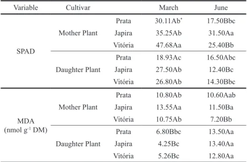 TABLE 2 - Chlorophyll index (SPAD units) and malonic aldehyde content (MDA) in banana leaves, Prata,  Japira and Vitória cultivars adapted to the dark in two development stages reproductive (Mother  Plant) and vegetative (Daughter Plant) in the months of M
