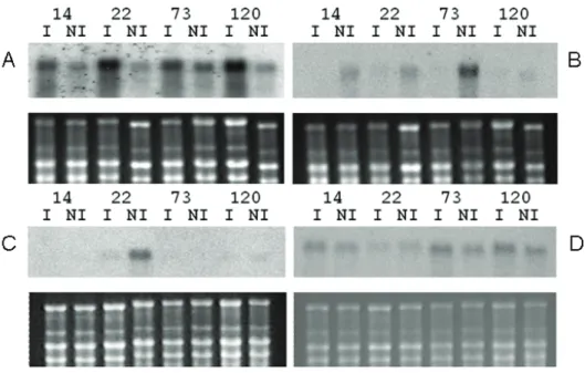 Figure 1. Total RNAs from leaves of C. canephora clones grown under irrigated  conditions (I) and water deficit (NI) were separated on agarose gel, transferred to nylon  membranes and hybridized with probes corresponding to CG labeled with  32 P α -dCTP  (