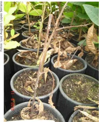 Figura 2. Morte de mudas de cajueiro-anão-precoce  cultivadas em substrato composto por resíduos da  agroindústria canavieira.