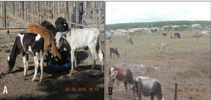Figura 13: Detalhe da criação de gado bovino (A) e da pastagem (B) para a produção e venda do leite  Fonte: Fotos do Autor 