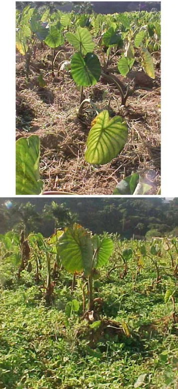 Figura 3. Aspectos da planta do taro (inhame) na fase de colheita.