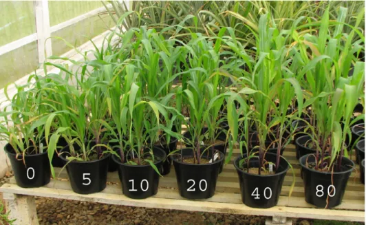 figura 5. Produção de biomassa de plantas de milho em função de doses de  água residuária do café.