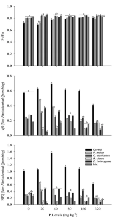 Fig. 3. Maximum photochemical efﬁciency (F v /F m ) and quenching (qN) or non-photochemical dissipation (NPQ) in micropropagated pineapple plantlets inoculated with C.