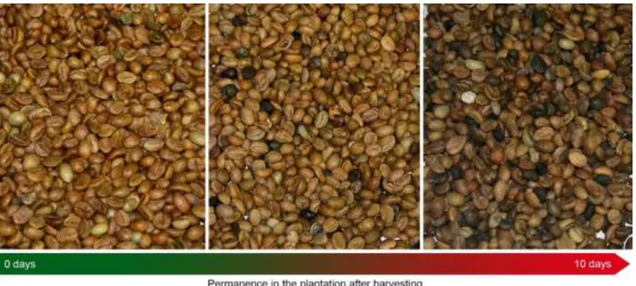 Figure 4. Physical aspects of conilon coffee grains as function of the permanence time in the plantation after harvesting