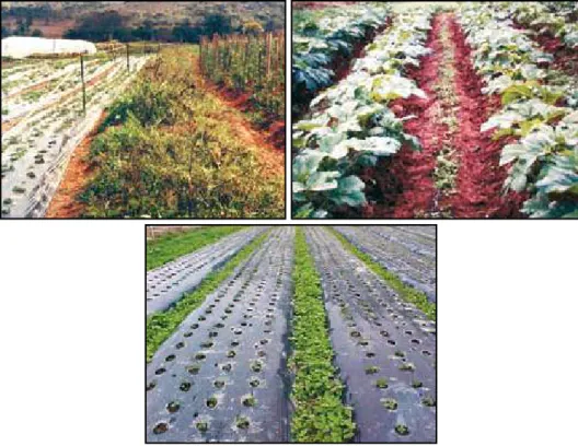 Figura 1 - Corredores de refúgio entre plantio de morango e tomate (à esquerda),  capina em faixa em cultivo de quiabo (à direita), manejo de ervas espontâneas entre canteiros de morango (abaixo), em sistema orgânico de produção.