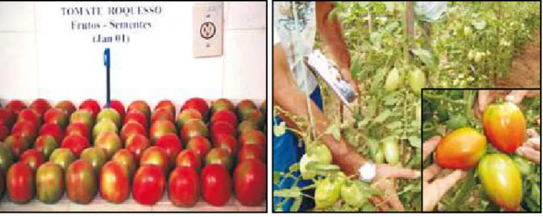 Figura  3  -  Frutos  da  variedade  Roquesso,  multiplicada  no  sistema  orgânico  do  Incaper/ES há 18 anos (à esquerda); e plantas e frutos de tomate, variedade  Saco de Bode multiplicada por agricultores orgânicos de Boa Vista/RR (à  direita).
