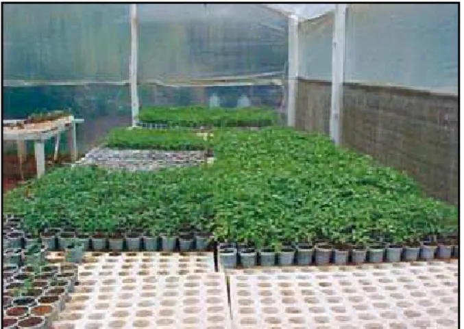 Figura 4 - Mudas de tomate em ambiente protegido, formada em copos com substrato  à base de composto orgânico