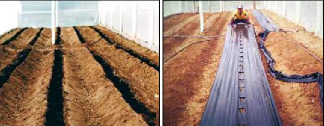 Figura 5 - Leiras com adubação orgânica em sulco, para plantio de tomate em estufa  (à esquerda); leiras prontas para plantio de tomate orgânico, mostrando a  colocação das linhas de gotejamento e da cobertura plástica (à direita).