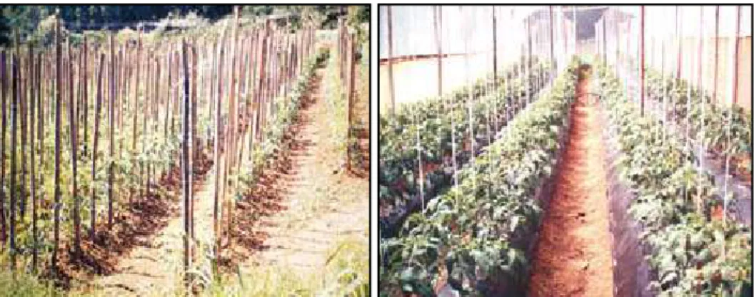 Figura 6 - Tutoramentos verticais com taquara (à esquerda) e com fetilhos (à direita),  em plantios de tomate orgânico