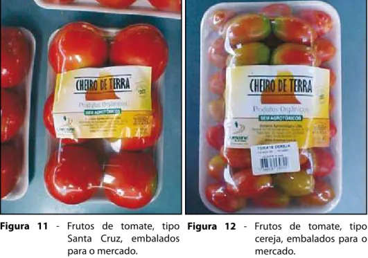 Figura 10 - Tomates orgânicos sendo em- em-balados  –  forma  padrão  de venda  do  produto  no  respectivo mercado.