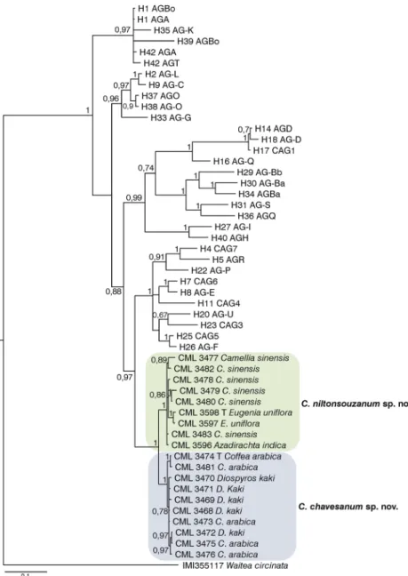 Fig. 3 Bayesian phylogenetic tree based on the nucleotide sequences of the ITS-5.8S rRNA regions showing the relationships among Ceratobasidium species (binucleate Rhizoctonia).