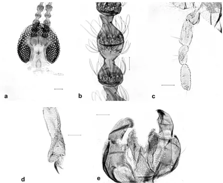 Fig. 2. Diadiplosis martinsensis sp. n. a. head with undivided eye; b. male flagellomere 3; c