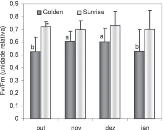 FIGURA 3. Efi ciência quântica do fotossitema II (F v /F m ) nas cultivares Golden e Sunrise de junho a dezembro de 2005