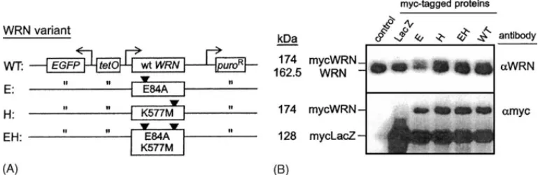 Fig. 1. Transgene expression and detection of genetically characterized WRN proteins. (A) Vectors encoding N-terminal myc epitope-tagged wildtype (WT), exonuclease-deficient (E), helicase-deficient (H) or double missense (EH) WRN