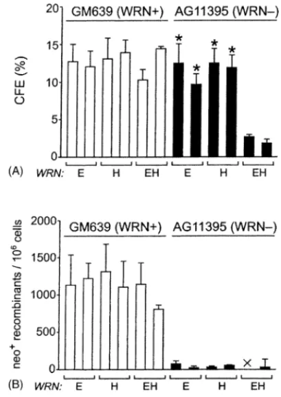 Fig. 3. Stable expression of WRN lacking exonuclease or helicase activity promotes cell survival but not recombination