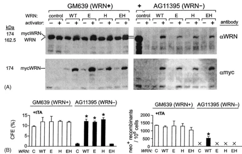 Fig. 5. Cell survival and recombination are not affected by WRN expression level. (A) Western blot analysis of WRN transgene expression in control and WS cells transiently transfected with WRN coding plasmids (Fig