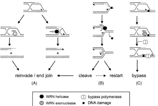 Fig. 6. Potential survival pathways utilizing WRN exonuclease or helicase activity in the absence of recombination