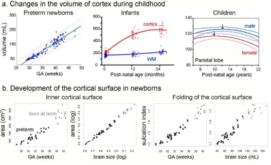 Figure 2: Changes in cortical volume, surface area and folding during development.  