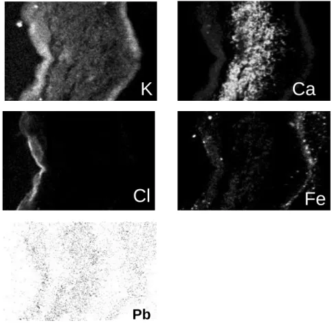 Figure 6: Maps of K, Ca, Cl, Fe and Pb in a section of lichen thallus. The higher  concentrations  are  shown  with  white  and  black  dashes  for  major  and  minor  elements  (Ca,  K,  Fe,  Cl)  and  trace  element  (Pb),  respectively