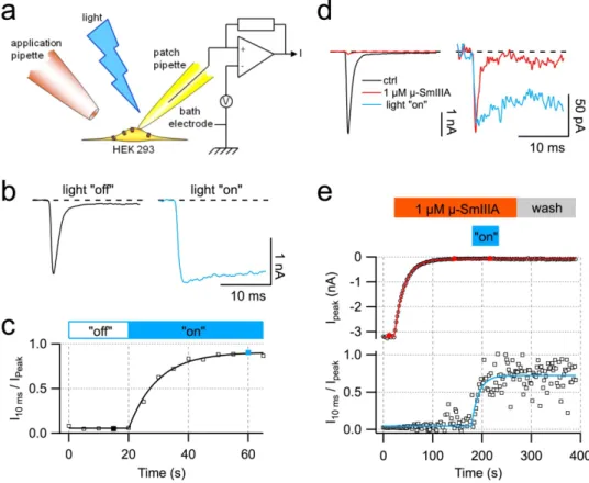 Figure 3.  Removal  of  fast  Na V  channel inactivation with light-exposed Lucifer Yellow