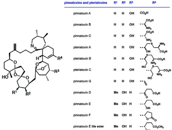 Figure 1. Chemical structure of all pinnatoxins known to date, and pteriatoxin structure shown for comparison.