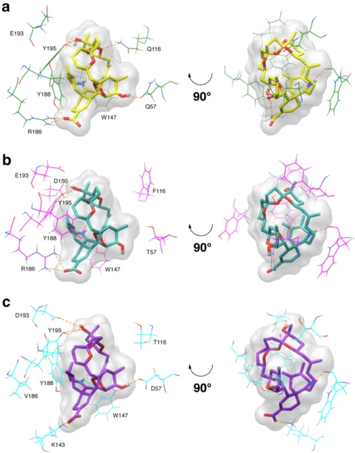 Figure 2. Representative protein-ligand interactions in pinnatoxin A-nAChR complexes obtained by molecular  modeling: (a) human 7 (green,  7-7 interface), (b) human 42 (magenta,  4-2 interface), and (c)  Torpedo 