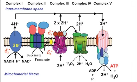 Figure  I.1 :  Production  des  intermédiaires  réduits  de  l’oxygène  par  la  chaine  respiratoire  mitochondriale