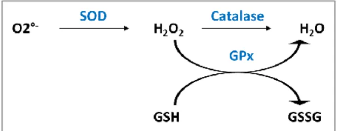 Figure  I.3 :  Collaboration  des  principales  enzymes  anti-oxydantes.  Les  superoxydes  dismutases  (SOD) permettent de réduire l’anion superoxyde (O2° - ) en peroxyde d’hydrogène (H 2 O 2 )