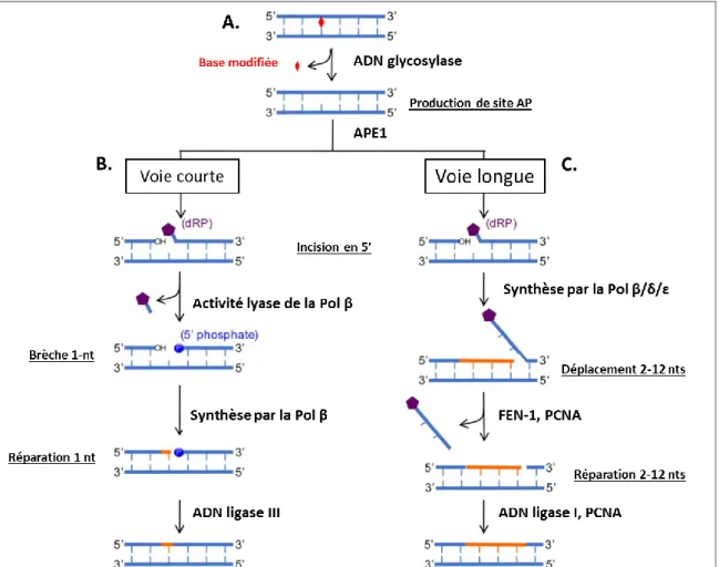 Figure  II.1 :  Mécanismes  de  réparation  par  excision  de  base.  A. La base modifiée de l’ADN est  reconnue et excisée par une ADN glycosylase qui clive la liaison N-glycosidique de la base