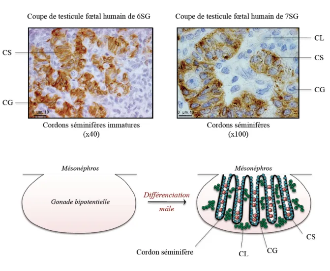Figure 4 : Formation des cordons séminifères au cours du développement. 