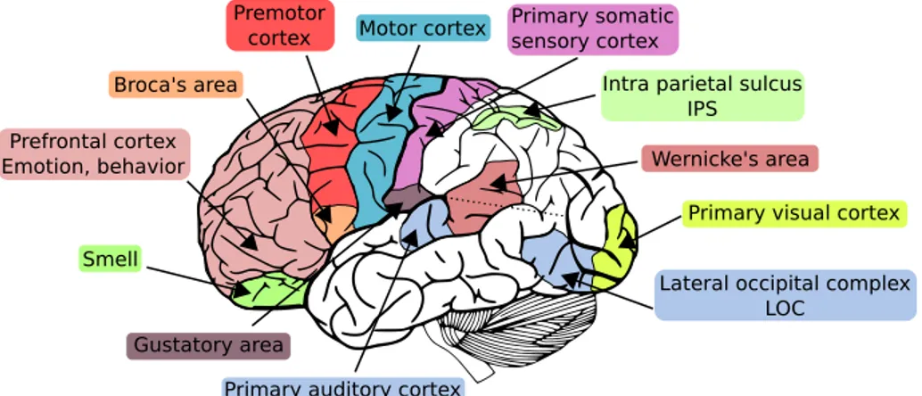 Fig. i : Les principales r´egions fonctionnelles du cerveau humain (h´emisph`ere gauche), ainsi que les deux r´egions ´etudi´ees dans cette th`ese (LOC et IPS).