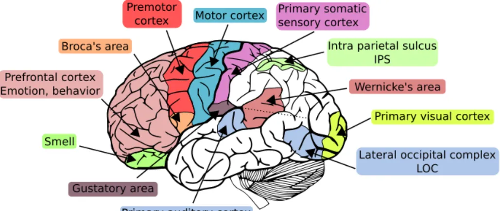 Figure 1.4: The main functional regions of the human brain (left hemisphere), and the two regions which are studied in this thesis (LOC and IPS)