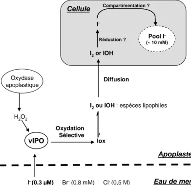 Fig. 6 : Mécanisme de captation putatif de l’iodure chez l’algue brune L. digitata. Adapté de Shaw et de  Küpper et al