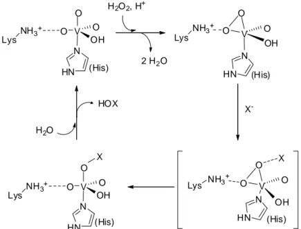 Fig. 11 : Cycle catalytique des vHPO simplifié, généralement proposé d’après Zampella et al