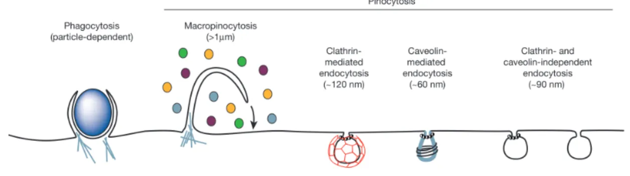 Figure 5.  Representation  of  the  endocytic  pathways  that  differ  regarding  the  size  of  the  endocytic  vesicle,  the  nature  of  the  cargo  (ligands,  receptors,  lipids)  and  the  mechanism  of  vesicle  formation  (Conner  and  Schmid  2003)