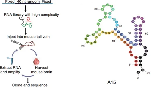 Figure 17. Schematic representation of in vivo SELEX strategy and the predicted secondary structure of the A15  aptamer