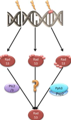 Figure I 6 : Voies d’inactivation de Rad53 en fonction du dommage à l’ADN. 
