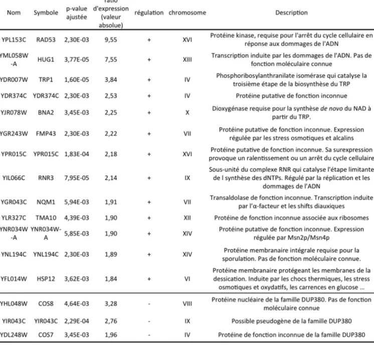 Tableau  II  1 :  Liste  des  gènes  différentiellement  exprimés  suite  à  l’hyperactivation  de RAD53  chez  la  levure  Saccharomyces cerevisiae