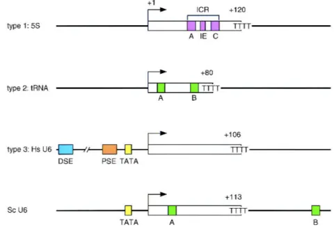 Figure  2.  Description  des  différentes  classes  de  promoteurs  des  gènes  de  classe  III  (d’après Schramm and Hernandez, 2002)