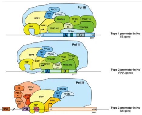 Figure  4.  Recrutement  des  facteurs  de  transcription  aux  promoteurs  des  gènes  de  classe  III (d’après Teichmann et al., 2010)