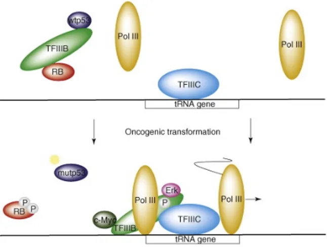 Figure  5.  Illustration  schématisant  certains  changements  de  la  machinerie  de  classe  III  accompagnant la transformation oncogénique (d’après White, 2008)