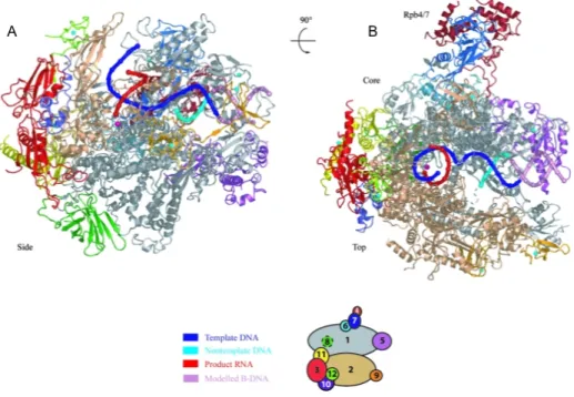 Figure  8.  Structure  du  complexe  en  élongation  de  l’ARN  polymérase  II  (d’après  Kettenberger et al., 2004)