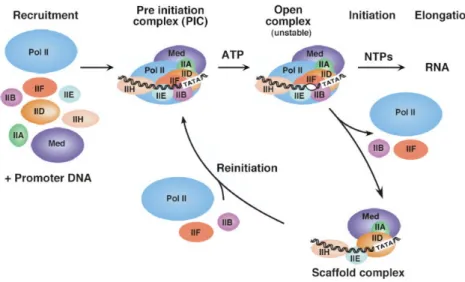 Figure  9.  Mode  de  recrutement  de  l’ARN  polymérase  II  au  cours  de  l’initiation  et  de  la  réinitiation (d’après Hahn, 2004)