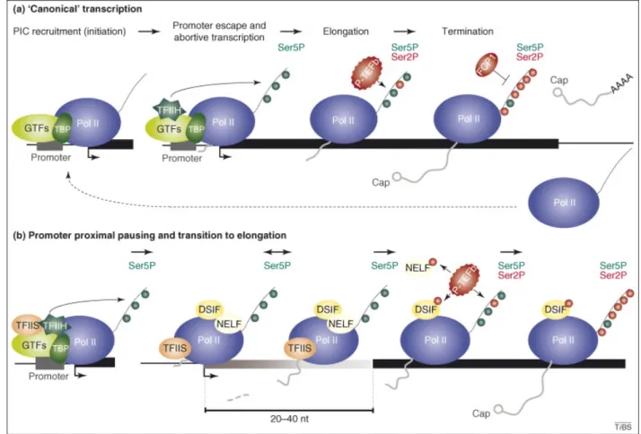 Figure  10.  Schéma  récapitulant  l’ensemble  des  étapes  de  la  transcription  par  l’ARN  polymérase II (d’après Koch et al., 2008)